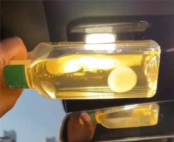 网友晒东方树叶养茶菌当宠物 专家提醒:应及时丢弃避免误食