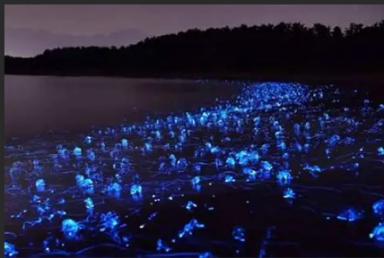 海洋中的夜光藻是一种