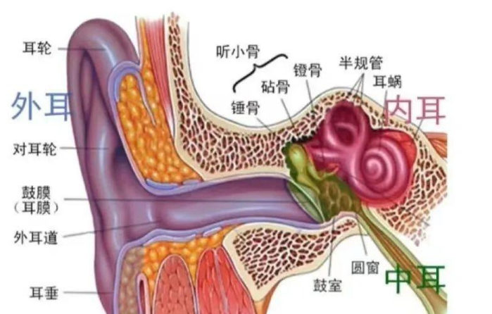 人体负责感知平衡的前庭系统位于哪个部位