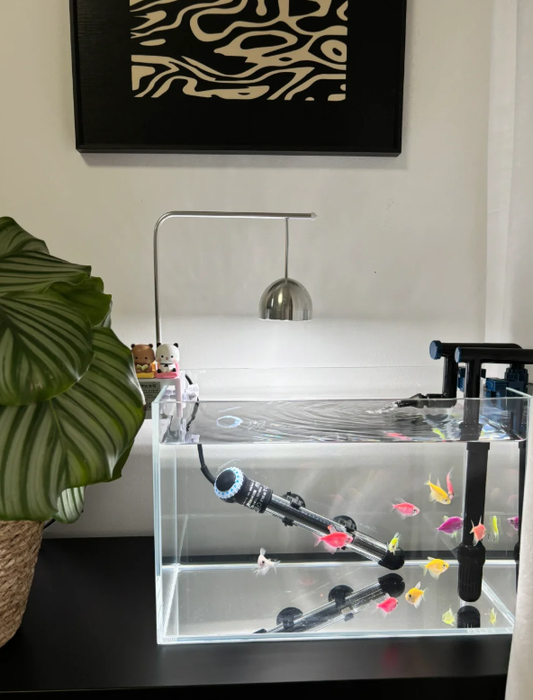 2025新手养鱼避坑指南：家用智能鱼缸推荐 当贝鱼缸实测