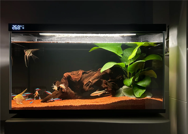 2025新手养鱼避坑指南：家用智能鱼缸推荐 当贝鱼缸实测
