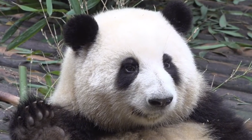 华为首款100W自带线充电宝熊猫和花限定版发布 399元 12000mAh