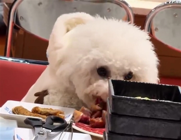 宠物狗上桌啃生肉：烤肉店停业3天