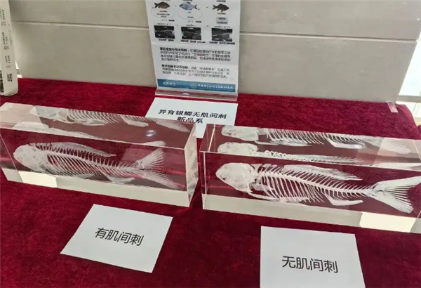 中国人终于对鱼刺“下手”了 中科院培育出无肌间刺鲫鱼