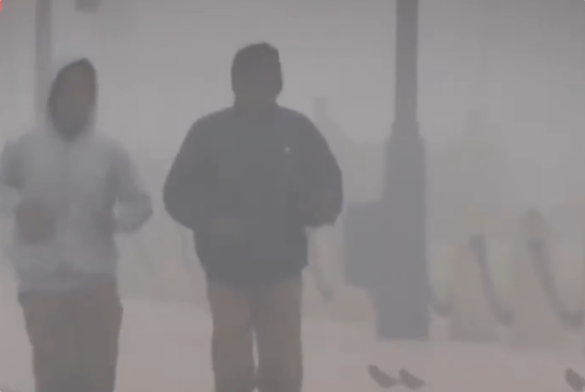 印度PM2.5浓度超安全值15至20倍：大量动物呼吸困难