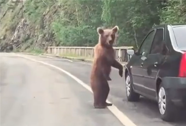 日本10个月猎杀近万头熊 但新的挑战又来了