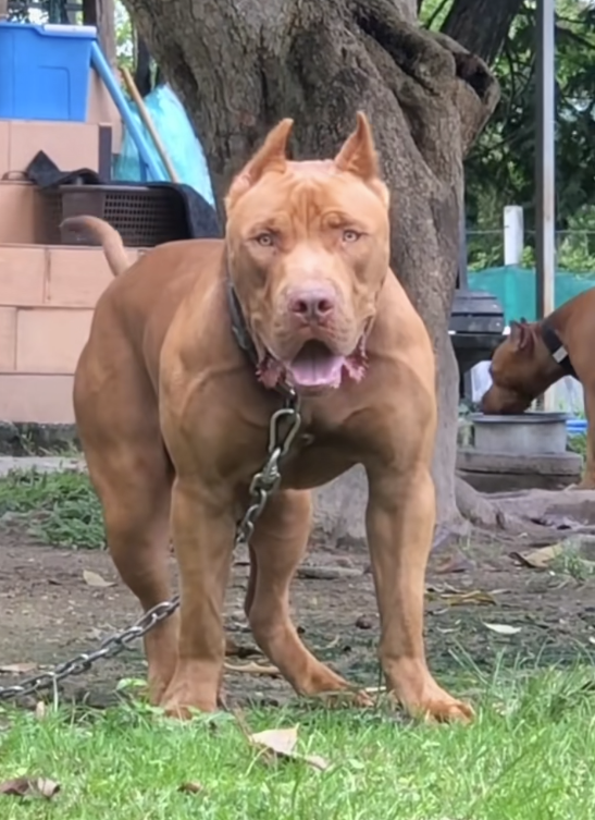 明年起！遛狗不拴绳最高拘10天罚1000元 律师回应