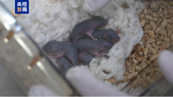 中国太空小鼠当妈了：成功产下一窝小鼠！活力良好