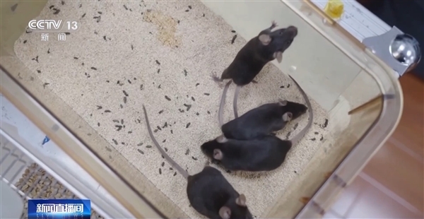 中国太空小鼠当妈了：成功产下一窝小鼠！活力良好