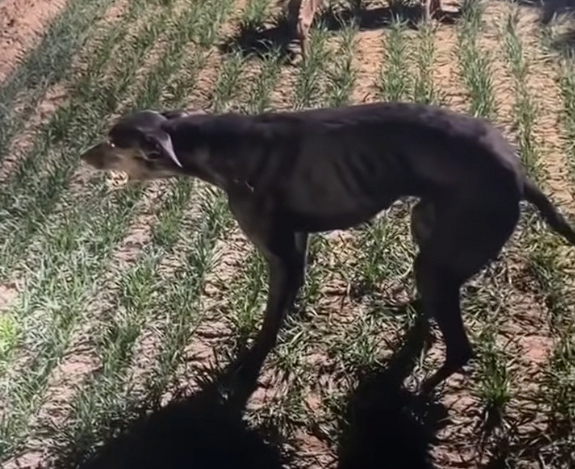 细狗拉练高速跑时突然原地石化生死不明 狗主人：跑了20分钟