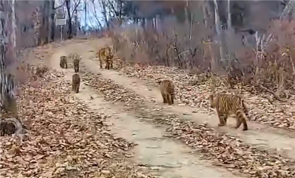 一胎五崽世界罕见！中国首次记录到“六虎同框”