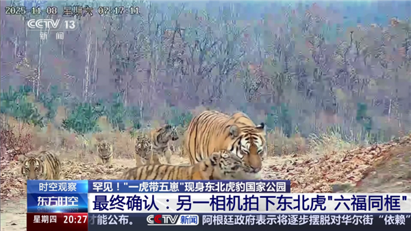 一胎五崽世界罕见！中国首次记录到“六虎同框”
