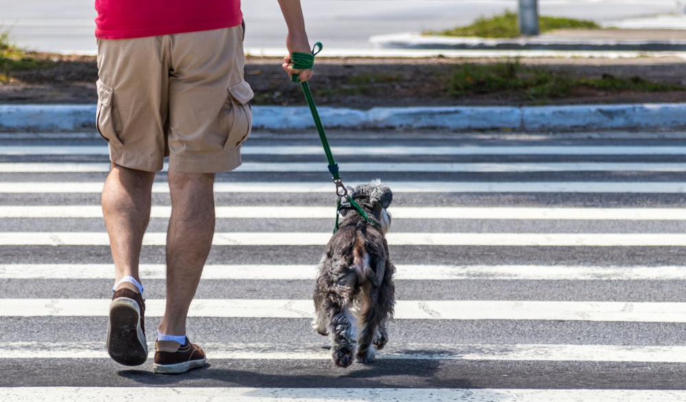 明年起“遛狗不拴绳伤人”将受治安处罚：保障公共安全