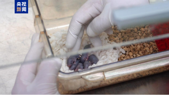 中国太空小鼠当妈了：成功产下一窝小鼠！活力良好