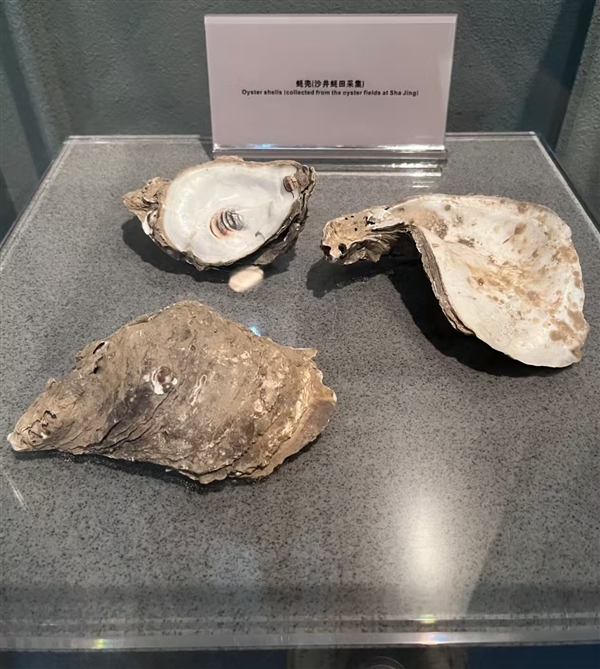 展品过于接地气！网友玩梗称深圳博物馆“不怕被盗”