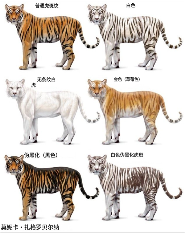 为啥动物园里的白虎大多是孟加拉虎?所有白虎真都是同一只老虎的后代吗?
