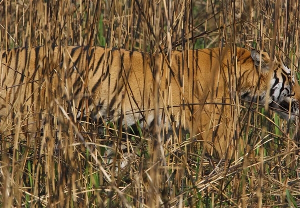 为啥动物园里的白虎大多是孟加拉虎?所有白虎真都是同一只老虎的后代吗?