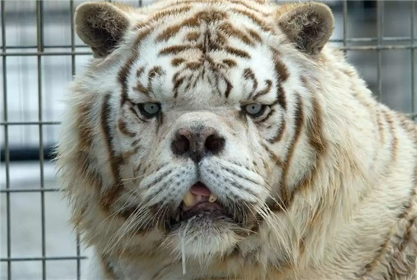 为啥动物园里的白虎大多是孟加拉虎?所有白虎真都是同一只老虎的后代吗?