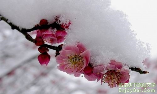 白雪（组诗）