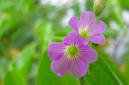 小诗花花世界（中）